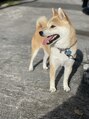 ロシェルヘアー(ROCHEL HAIR) 柴犬ちーずくん