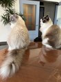 ザトエル 栄(THE TOEL)&nbsp;ラグドールというおっきな猫ちゃん2匹と暮らしています。