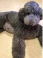 ダヴィ(DOVEY) スタンダードプードル飼いたい・・・・・・・・・・・・・・・。