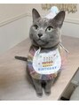 クラシック 川崎(classic) 我が家のねっこです♪名前はボス(♀)猫好きな方お話しましょ☆