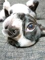 モッチ(mocci)&nbsp;我らがmocci様。ボストンテリア
