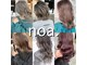 ノア(noa.)の写真
