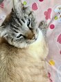 フェイバー(favor) 我が家のアイドル『テツ』です♪猫好きです♪