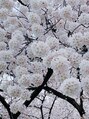 エバービューティーアトリエ(ever beauty atelier)&nbsp;桜並木の近くに住んでいるので、毎年春が楽しみです(^^)