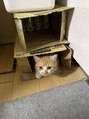 美容室ステラ 東大宮店 愛猫なのちゃんです！