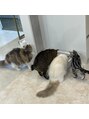 アンダーバーホワイト 天王店(_WHITE) 愛猫4匹その名、グッチ、ティファニー、フェンディ　、HERMES