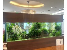 ファーレンピュアスウィート(fahren-pure-suite)の雰囲気（店内には水槽があり熱帯魚を見ながらの癒し空間となっております）