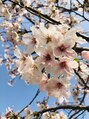 アミュウ(amiu) 一年の花の中で桜が大好きです！