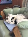 アグ ヘアー フィガロ 北上店(Agu hair figaro)&nbsp;猫飼ってます！猫トークしませんか？
