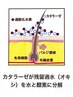 カラー後の頭皮ダメージをケア【 頭皮ケアコラーゲンカラーカット 】￥13200