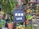 ウニ(uni)の写真
