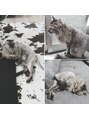 リルシープ(Lilsheep) ★我が家の猫(みっちゃん)夏は刈り上げスタイル。