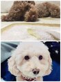 ヘアーガーデンリプレイ(Hair Garden REPLAY)&nbsp;我が家の愛犬！もずくとめかぶです(^^)トイプードルの女の子です
