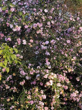 ヒュッゲ(Hygge) Hyggeのスタイル写真につきまして