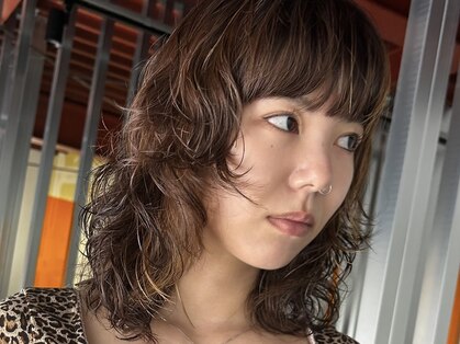 シロ(Shiro)の写真