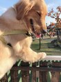 テラ(TERRA) 我が家のわんこ達♪Instagramしてます☆@3dogs_mama