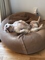 ヘアースパ ドルチェ(HAIR SPA DOLCE)&nbsp;我が家の愛犬