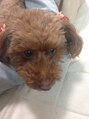 ヘアーガーデンリプレイ(Hair Garden REPLAY)&nbsp;愛犬ミル最大の癒しです。