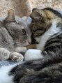 ディアバースデー(Dear Birthday)&nbsp;保護猫2匹飼っています☆癒しです♪