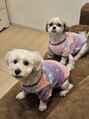 ファイン 小岩店(FINE) ほぼトイプーとほぼシーズーのミックスの愛犬です!