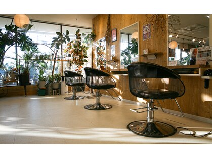 ルーミス バズヘアー(Loomis Buzzhair)の写真