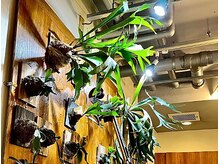 シロップ SYRUPの雰囲気（観葉植物がすくすく育っています！）