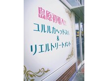 リリ(LiLi)