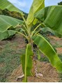 ナチュラルサロン 和 今年育て始めたバナナです！バナナなるといいな^ ^