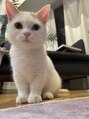 ソラス(SOLAS) 愛猫のマンチカンのオッドアイのおもち♪
