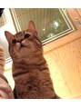 ポリフィッシュ(POLIFISH)&nbsp;アイドル猫見つけました。