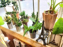 ラピス(LAPIS)の雰囲気（店内外には植物がたくさんあります♪）