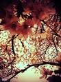 ソル(S.O.L) 満開の桜もいいけど、イッキに散る様が大好きです。