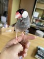 アットティー 金沢文庫(at tee...) 文鳥を飼ってます。最近はメダカも飼い始めてとても癒されてます