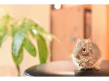 ハコミフ(HACOMIFU)の雰囲気（マイペットのリクガメ・デグーカメレオンなど、小動物多数♪）