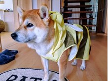 アトレ(atre)の雰囲気(看板犬です☆)