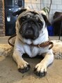 ダグラスヘア ツーバックス 岐阜 大垣駅(Douglas hair TWO BACKS)&nbsp;愛犬のパグのネイマくん。たまに出勤してます！