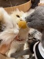 ヘアーメイク フィール ルア(FEEL Lua) 動物好きで特に猫が好きです
