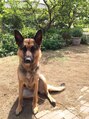 サンズ(suns) 愛県家の愛犬家です。実家のアリス!顔は怖いけど可愛い女の子