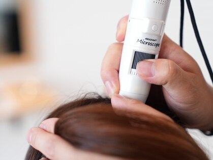 マオラ(mahola)の写真