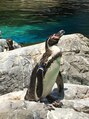 グーフォ(gufo) 水族館といえばペンギン！