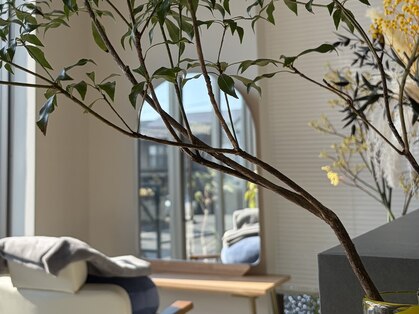 アノネ(anone)の写真