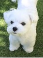 ピカソ フォルティ(picasso forti) お家でわんちゃん飼ってます!!猫より犬派です。