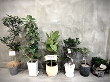 森の中にいるような、癒しの空間作りを心がけています。