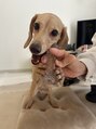 ハマモト&nbsp;犬も大好きです！愛犬です！