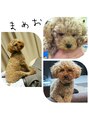 ヘアー ブラット(hair Brat) 愛犬ですまめお☆