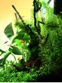 アロー(Arrow)&nbsp;アクアリウムやってます