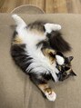 ウィスク(whisk)&nbsp;猫様らぶ。［志木駅・志木・新座］