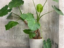 植物の多い美容室です！