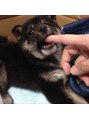 プレミアムバーバー 銀座店(PREMIUM BARBER produce by HIRO GINZA) 実家で柴犬を飼っています