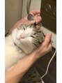 ケリーズグリーン(Kelly's Green)&nbsp;僕のぽんちゃん！！猫飼ってます猫大好きです！！